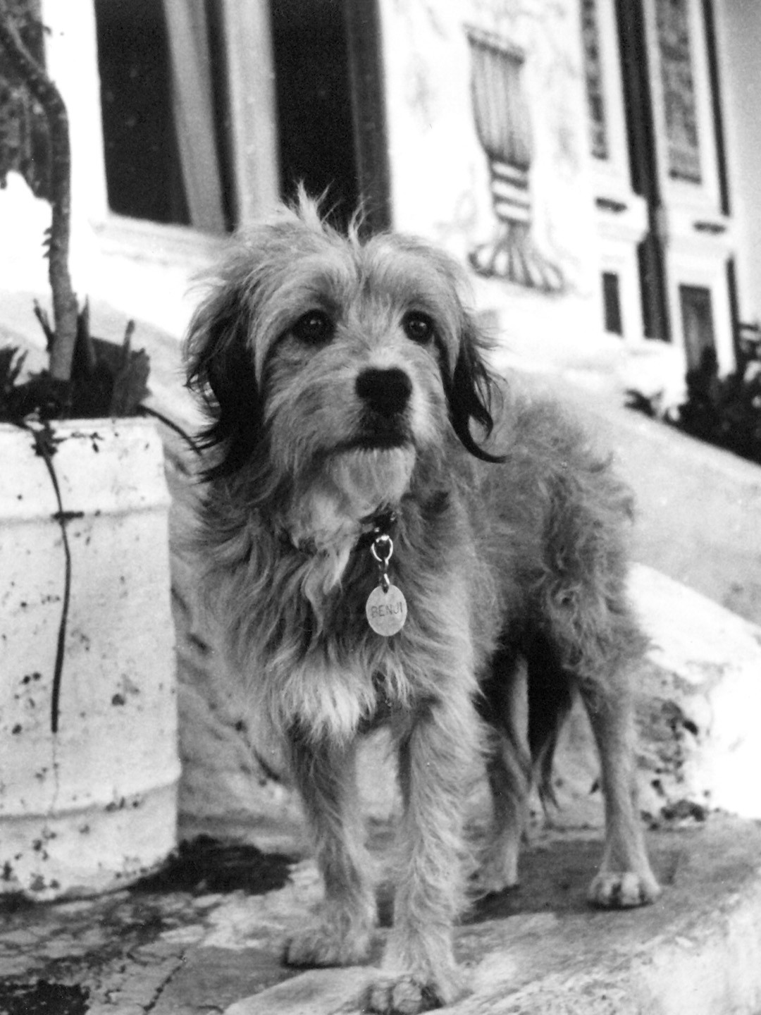 for the love of benji